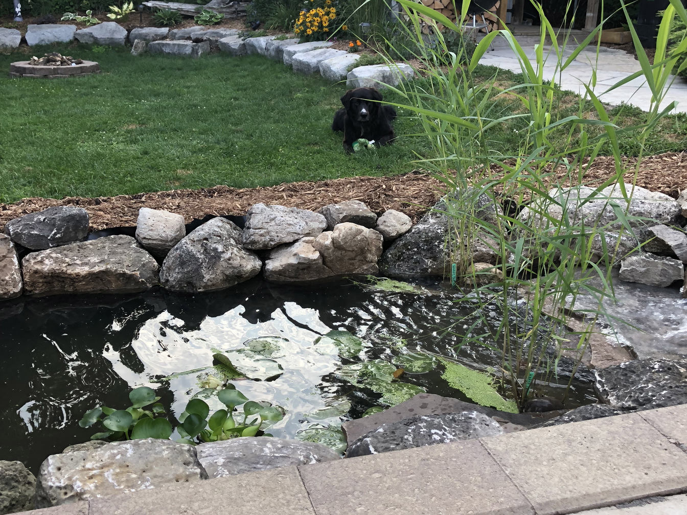Water Feature: Planted Fish Pond with Stone Water Fall and Aquatic Plants. A project in or near London Ontario, by O'Connor Stone & Landscape