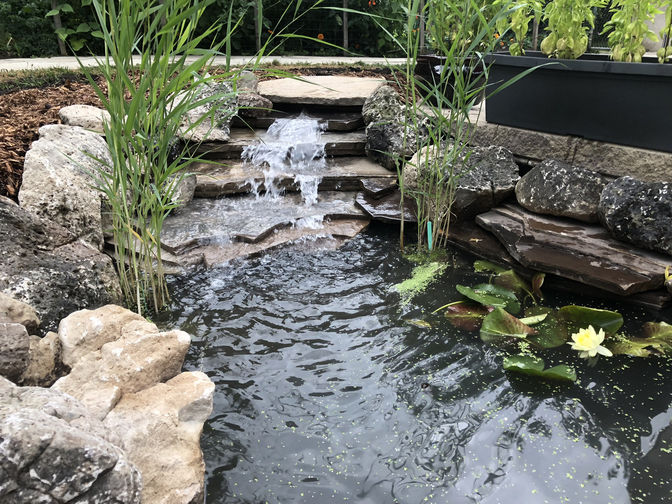 Stone water fall, pond & aquatic plants. Water feature project by O'Connor Stone & Landscape