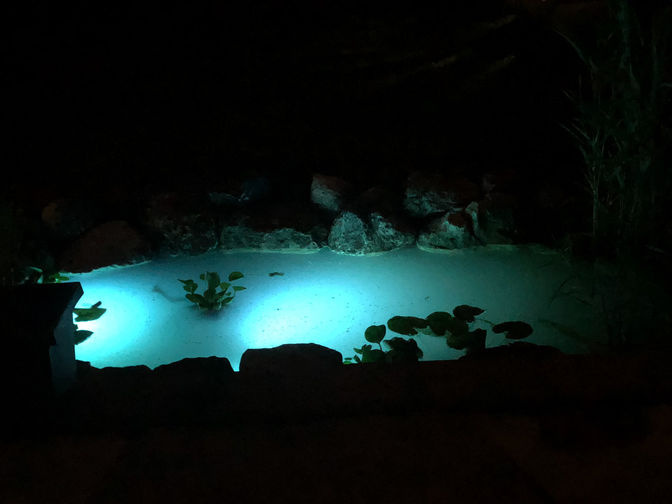 Night view of pond lit w. submersible lighting. Water feature project in London Ontario region by O'Connor Stone & Landscape