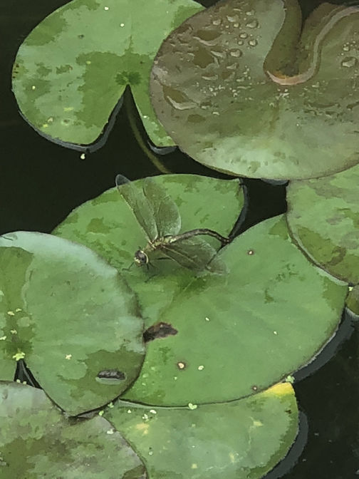 Dragonfly on a lily pad.